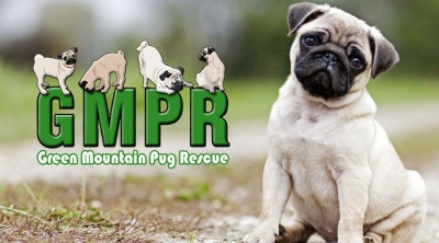 Green Mountain Pug Rescue - Animal Shelter and Rescue in Mendon, Vermont