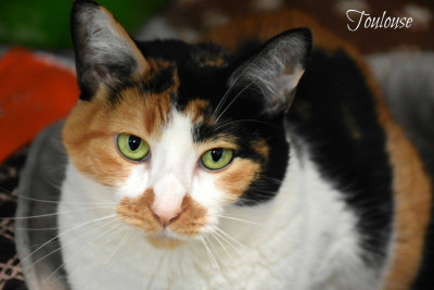 Delta Animal Shelter - Pet Shelter and Rescue in Gladstone, Michigan