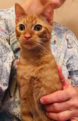 AdvoCats - Animal Shelter and Rescue in Spotsylvania Courthouse, Virginia