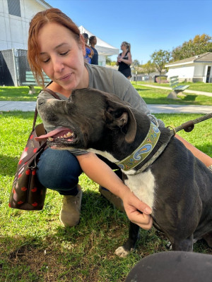 Healing Hounds Rescue - Animal Shelter and Rescue in Claremont, California