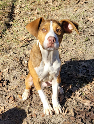 K9 Battle Buddies - Animal Shelter and Rescue in Hinesville, Georgia