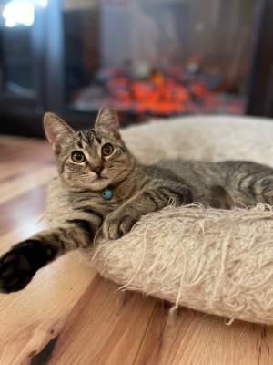 Purrfectly Pawsible - Animal Shelter and Rescue in Galt, California