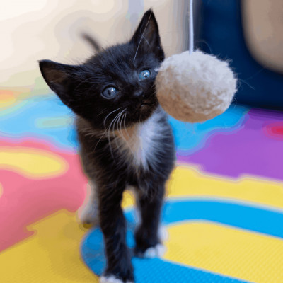 Little Bean’s Rescue - Animal Shelter and Rescue in Morgan Hill, California