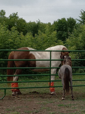 GRG Ranch Horse Rescue & Sanctuary - Animal Shelter and Rescue in Prior Lake, Minnesota