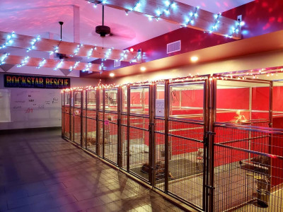 Rockstar Canine Rescue & Sanctuary - Pet Shelter and Rescue in Phoenix, Arizona