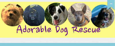 Adorable Dog Rescue - Pet Shelter and Rescue in Phoenix, Arizona