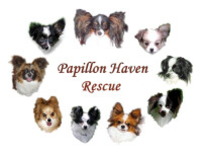 Papillon Haven Rescue - Pet Shelter and Rescue in Columbus, Ohio