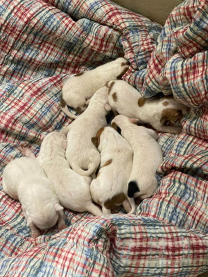 Puppy Paws Dog Rescue - Animal Shelter and Rescue in Resaca, Georgia