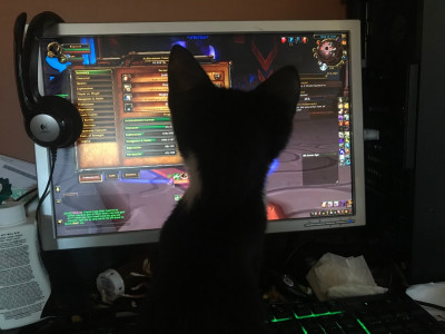 Crits For Cats - Animal Shelter and Rescue in Elkton, Maryland