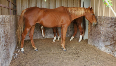 Hellhound Acres Rescue And Hospice - Animal Shelter and Rescue in Grandview, Texas