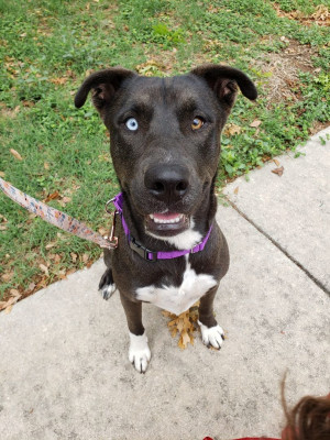 Supporting Rescue Alliance - Animal Shelter and Rescue in Chaffee, New York