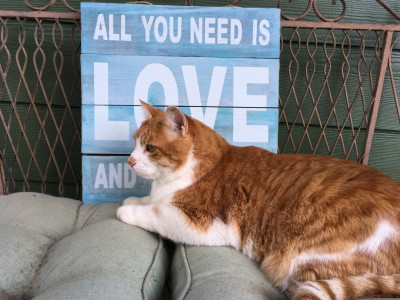 Saving Shasta Cats - Animal Shelter and Rescue in Dunsmuir, California