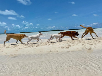 Potcake Pups - Animal Shelter and Rescue in Canton, Georgia