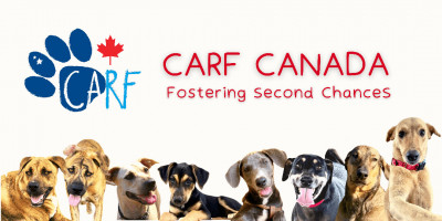 CARF Canada Dog Rescue - Animal Shelter and Rescue in Toronto, Ontario