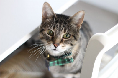 Operation Snip - Animal Shelter and Rescue in Troy, New York