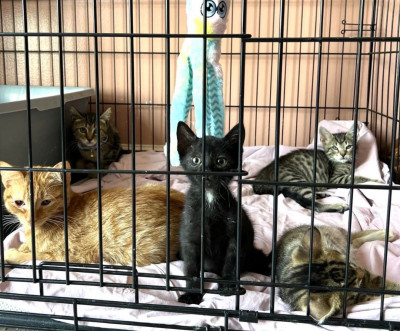 Cuddle Puddle Rescue - Animal Shelter and Rescue