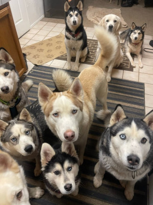 Play For A Stray - Animal Shelter and Rescue in Georgetown, California