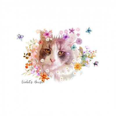 Violet’s House Cat Rescue - Animal Shelter and Rescue in Charlotte, North Carolina