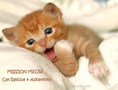 Mission Meow Cat Rescue And Adoptions, INC. - Animal Shelter and Rescue in Rocklin, California