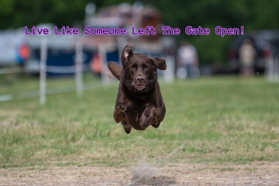 Pet Orphanage Rescue - Animal Shelter and Rescue in Broken Arrow, Oklahoma