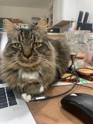 Stray Kitty Rescue - Animal Shelter and Rescue in Philadelphia, Pennsylvania