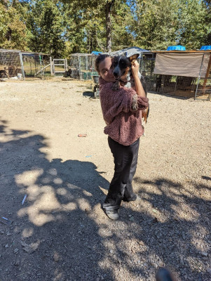 For Every Dog Rescue Inc - Animal Shelter and Rescue in Hardy, Arkansas