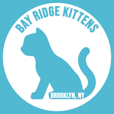 Bay Ridge Kittens - Animal Shelter and Rescue