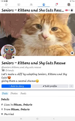 Seniors, Kittens And Shy Cats Rescue - Animal Shelter and Rescue in Ottawa, Ontario
