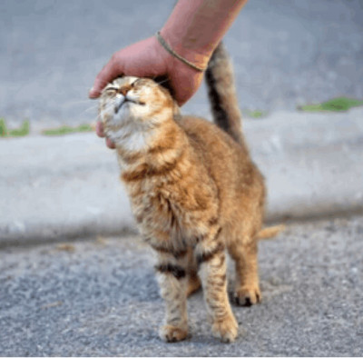 Too Sweet For The Street Cat Rescue - Animal Shelter and Rescue in Long Beach, California
