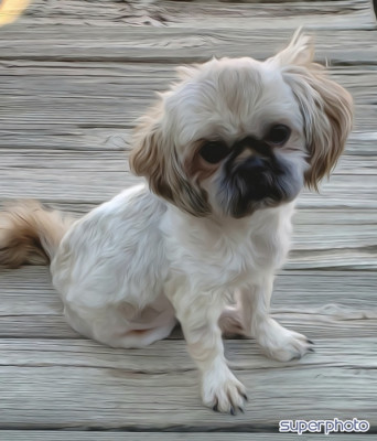 Rescue One - Pet Shelter and Rescue in Fenton, Michigan