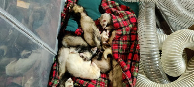 Dooks Of Earl Ferret Sanctuary Inc - Animal Shelter and Rescue in Brownsville, Tennessee