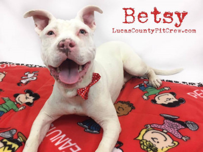 Lucas County Pit Crew - Pet Shelter and Rescue in Toledo, Ohio