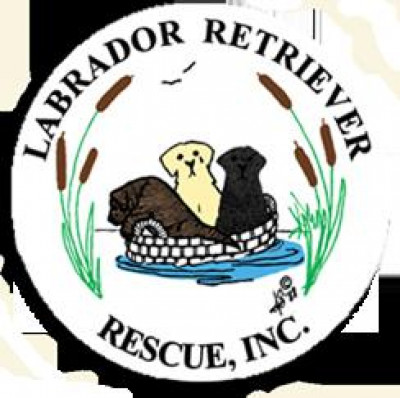Labrador Retriever Rescue, Inc. - Animal Shelter and Rescue in Tewksbury, Massachusetts