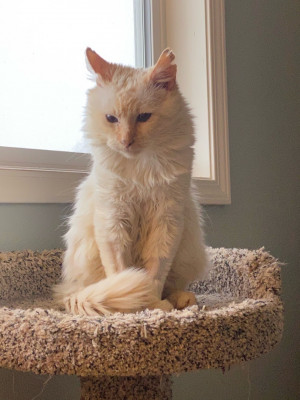 Lady And The Cats - Animal Shelter and Rescue in Vashon, Washington