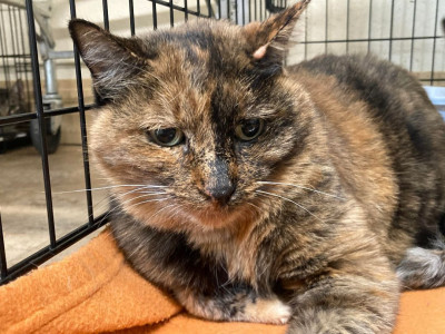 Pet Haven Inc. - Animal Shelter and Rescue in Nampa, Idaho