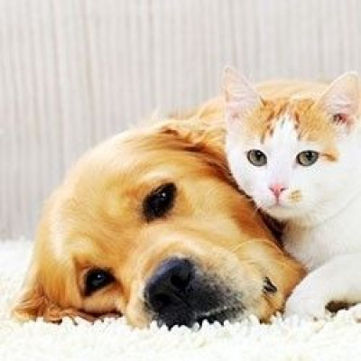 St. Lawrence Valley SPCA - Animal Shelter and Rescue in Ogdensburg, New York