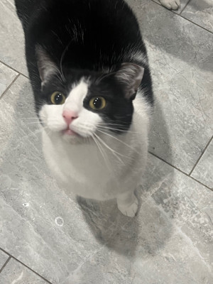 Paw Print Rescue Corp - Animal Shelter and Rescue