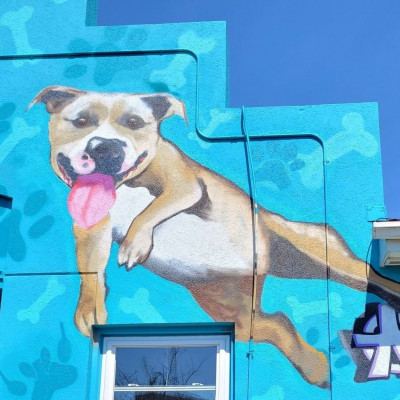 Trenton Animal Shelter - Animal Shelter and Rescue in Trenton, New Jersey