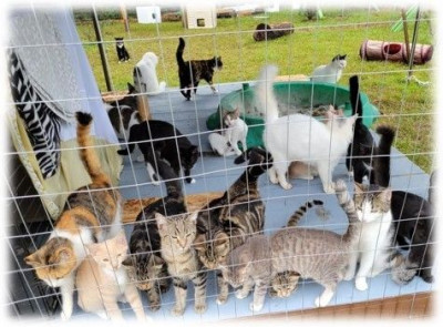 Purring Angels - Animal Shelter and Rescue in Bridgeton, North Carolina
