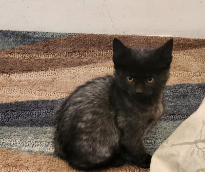 Archway Adventures - Animal Shelter and Rescue in Garden City, Colorado