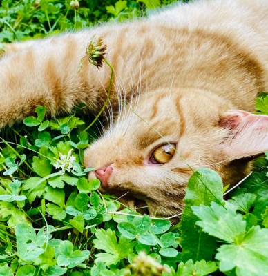 Ryerson Valley Rescue - Animal Shelter and Rescue in Akron, Ohio