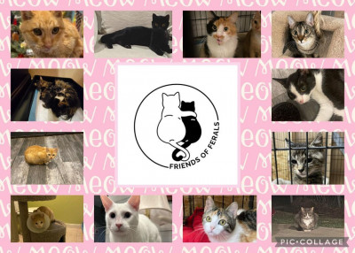 Friends Of Ferals - Animal Shelter and Rescue in Port Neches, Texas