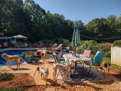 Rimertown Rescue - Animal Shelter and Rescue in Rockwell, North Carolina