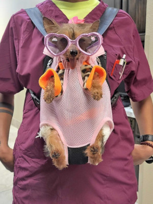 Second Chance Rescue Group - Animal Shelter and Rescue in Denton, Texas