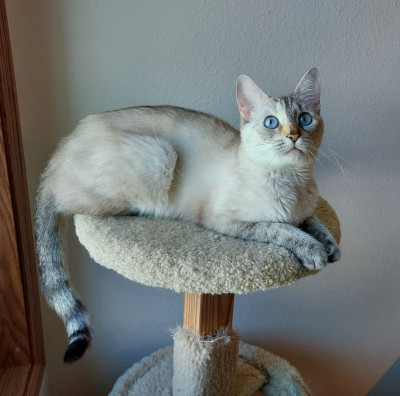 Far North Feline Rescue - Animal Shelter and Rescue in Prairie Rose, North Dakota