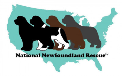 National Newfoundland Rescue - Animal Shelter and Rescue in Ledyard, Connecticut