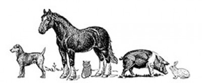 Sweet Water Rescue And Rehab - Animal Shelter and Rescue in Williston, Florida