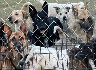 Rescue To The Max LLC - Animal Shelter and Rescue in Marianna, Florida