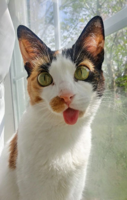 Friends Of Catalina Inc - Animal Shelter and Rescue in Huntsville, Alabama