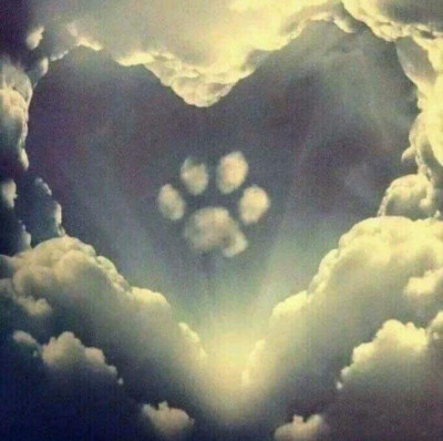 Crossed Paws Pet Rescue - Animal Shelter and Rescue in Eloise, Florida